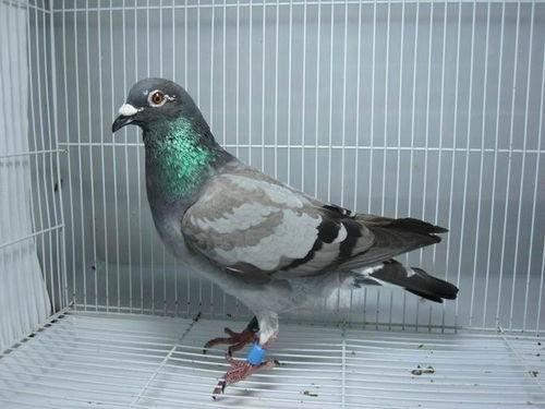 鸽子怎么去内脏视频