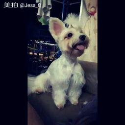 马匹窝视频在线观看,在线领略骏马风采