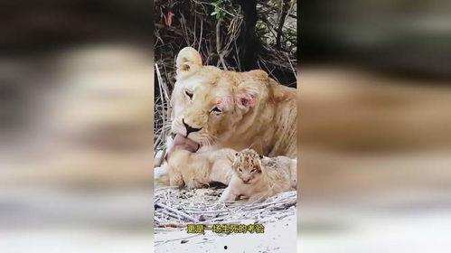 母狮生小狮子视频,温馨瞬间捕捉小狮成长轨迹