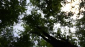 神林木视频,揭秘神秘森林的奇幻之旅