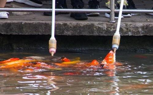 奶瓶喂鱼视频,创意互动，开启亲子欢乐时光