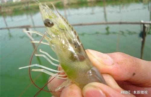 养大虾视频,视频揭秘养殖技巧与成功秘诀