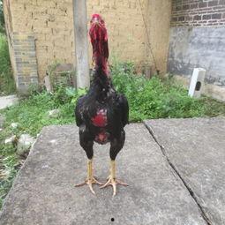 快杀斗鸡视频,一招制胜的绝技揭秘