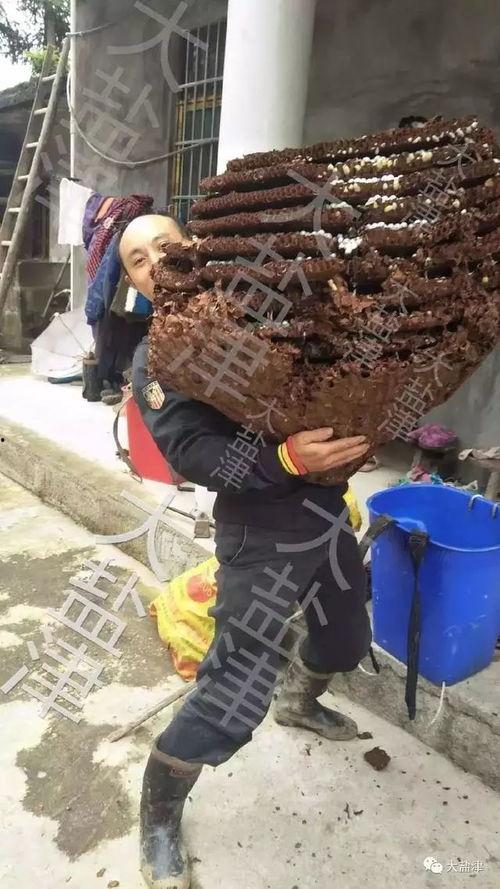 巨型马蜂窝视频,壮观生态奇观背后的秘密