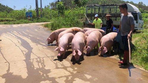 农村卖猪视频,热闹非凡的交易盛况