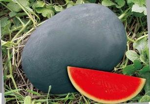 懒汉西瓜种植技术视频,轻松掌握高效种植技巧