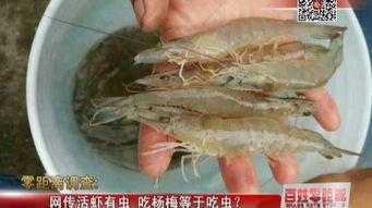 活虾视频,探寻海洋鲜味瞬间