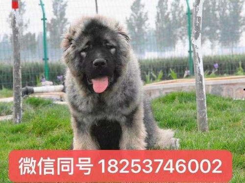 高加索犬视频播放,忠诚守护者的生动演绎