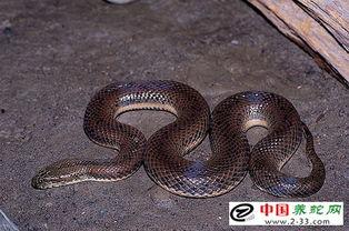 泥蛇养殖视频,从孵化到成蛇的养殖过程揭秘