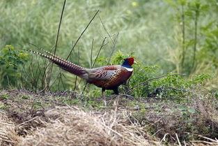 晚上捕野鸡视频,捕野鸡行动一网打尽