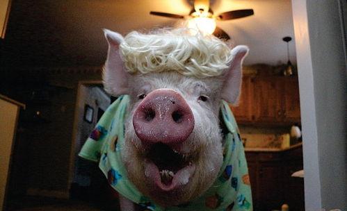 大肥猪视频,揭秘农村养殖业的生态奇迹与经济效益